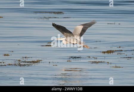 Grey Heron en plein vol bas avec les deux ailes complètement étendues au-dessus de la mer ouverte Banque D'Images