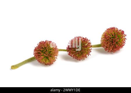 Inflorescences de platanes isolées sur blanc Banque D'Images