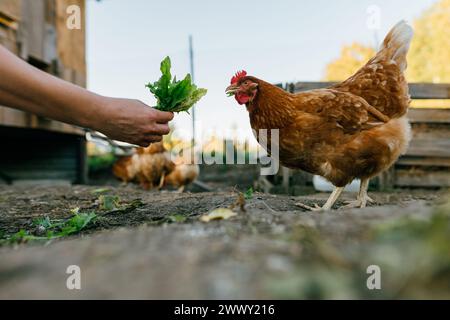 Gros plan de poulets mangeant des légumes verts d'une main humaine. Banque D'Images