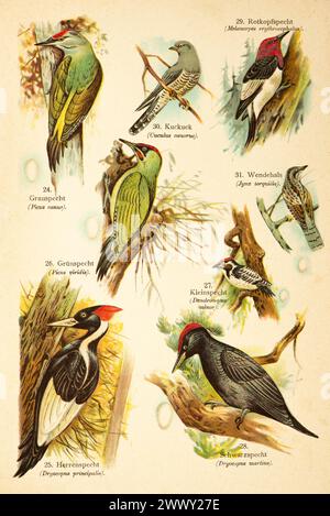 Pic à tête grise (Picus canus), pic pilé (Dryocopus principalis), pic vert européen (Picus viridis), petit tacheté Banque D'Images