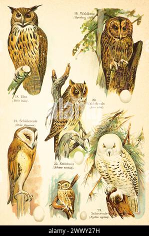 Chouette-aigle d’Eurasie (Bubo bubo), chouette tawny (Strix aluco Linnaeus), chouette à oreilles longues (Asio otus), chouette grange (Strix flammea), chouette petite (Athene noctua) Banque D'Images