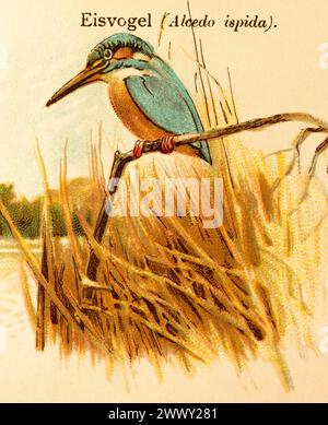 kingfisher commun (Alcedo atthis) roseaux, rivage, lac, habitat, illustration historique, le monde des oiseaux 1890 Banque D'Images