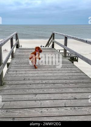 Die Nordseeinsel Sylt im März 26.03.24 : Die nördlichste Insel Deutschlands mit Meer, Dünen, Sand und Strand - Hund auf Bohlenweg Richtung Nordsee Sylt Schleswig Holstein Deutschland *** L'île de Sylt en mer du Nord en mars 26 03 24 L'île la plus septentrionale d'Allemagne avec mer, dunes, chien de plage et de sable sur la promenade vers la mer du Nord Sylt Schleswig Holstein Allemagne Foto 11.03.24, 12 49 20 Banque D'Images