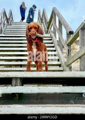 Die Nordseeinsel Sylt im März 26 03.24 : Die nördlichste Insel Deutschlands mit Meer, Dünen, Sand und Strand - ein Hund Cocker Spaniel mit einem Holzstück im Maul an einer Dünentreppe auf Sylt Schleswig Holstein Deutschland *** L'île de la mer du Nord Sylt en mars 26 03 24 L'île la plus septentrionale d'Allemagne avec mer, dunes, sable et plage un chien Cocker Spaniel avec un morceau de bois dans sa bouche à un escalier de dune sur Sylt Sylt Schleswig Holstein Allemagne Foto 11.03.24, 13 14 43 Banque D'Images