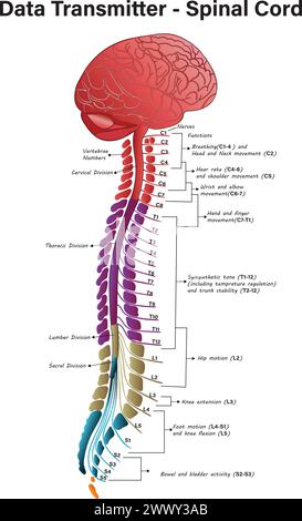 Schéma et structure de la moelle épinière, transmetteur de données moelle épinière, moelle épinière – anatomie, structure, fonction et nerfs de la moelle épinière Illustration de Vecteur