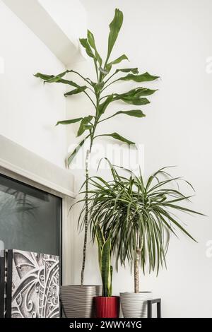 un mélange de diverses plantes décoratives d'intérieur sur une étagère en bois à côté d'une fenêtre avec rideau rond Banque D'Images