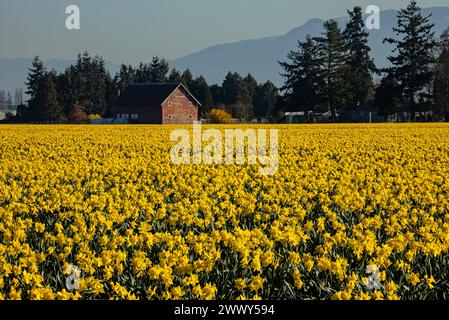 WA25138-00...WASHINGTON - champ de jonquilles, cultivé commercialement dans la vallée de Skagit et une ancienne grange. Banque D'Images