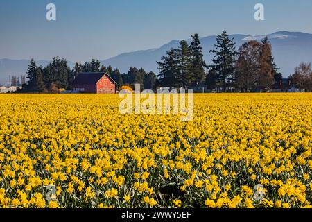 WA25139-00...WASHINGTON - champ de jonquilles, cultivé commercialement dans la vallée de Skagit et une ancienne grange. Banque D'Images