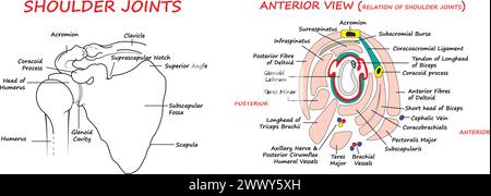 Schéma vectoriel des articulations de l'épaule, relation des articulations de l'épaule Illustration de Vecteur