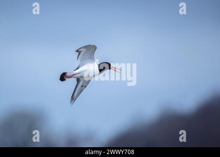 Gros plan sur un pied oystercatcher, Haematopus ostralegus, en vol contre un ciel bleu. Banque D'Images