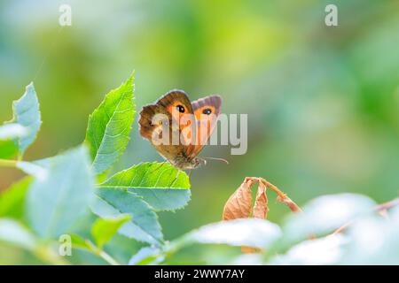 Le papillon gardien, Pyronia tithonus, reposant sur la végétation verte Banque D'Images