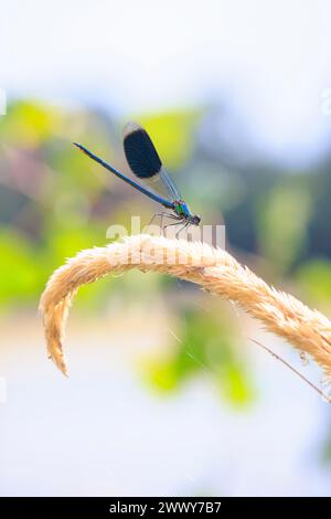 Gros plan d'une belle demoiselle à bandes Calopteryx splendens mâle libellule ou damselfly au repos Banque D'Images
