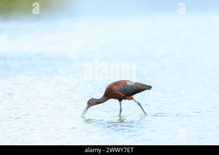 Gros plan d'un ibis brillant, Plegadis falcinellus, oiseau échassier en plumage reproducteur de nourriture dans l'eau Banque D'Images