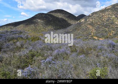 Ceanothus Tomentosus Bloom à Iron Mountain, Poway, Californie, mars 2024 Banque D'Images