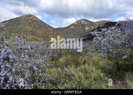 Ceanothus Tomentosus Bloom à Iron Mountain, Poway, Californie, mars 2024 Banque D'Images