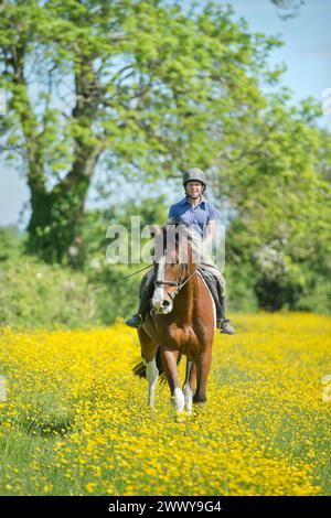 Un cheval piebald dans un champ de papillons Banque D'Images