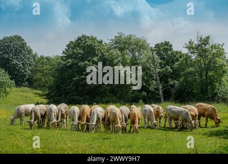 Pâturage du bétail près du village de Compton Dando, Somerset Royaume-Uni Banque D'Images