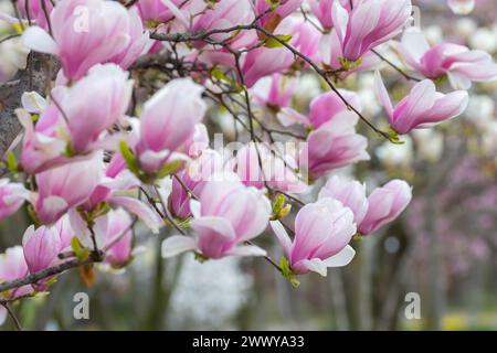 Fleurs printanières précoces de magnolia de soucoupe - Magnolia X soulangeana avec fond bokeh flou Banque D'Images