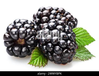 Backberries et feuilles de mûre isolées sur fond blanc. Banque D'Images