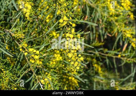 De belles fleurs de mimosa velu jaune vif en gros plan. Arbre mimosa fleurissant dans les premières vagues de printemps sur le vent. Jour ensoleillé du printemps 4 Banque D'Images
