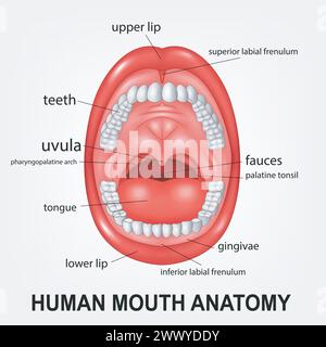 Anatomie de la bouche humaine, bouche ouverte avec explication, illustration vectorielle Illustration de Vecteur