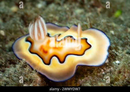 Une nudibranche colorée, Chromodoris coi, cherche de la nourriture sur un récif corallien à Raja Ampat, en Indonésie. Les nudibranches présentent une coloration aposématique. Banque D'Images