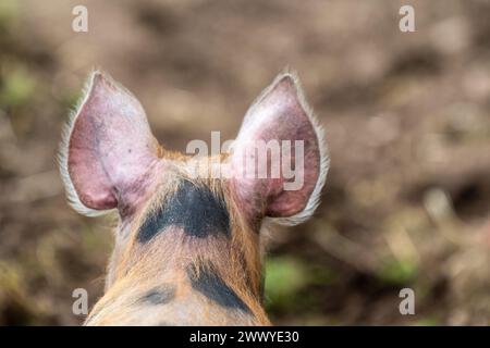 Dans les coulisses. Oreilles de porc dans la cour de la ferme. Fond brun flou. Banque D'Images