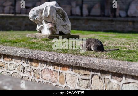 Sculpture gracieuse. Un chat gris dans le parc. Forme de vous, concept. Banque D'Images