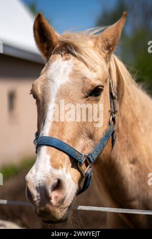 Un cheval avec un licol bleu regarde la caméra. Le cheval est debout dans une zone clôturée Banque D'Images