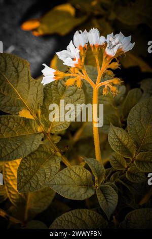 Gros plan d'une plante de pomme de terre avec des fleurs blanches et des feuilles vertes, sur un fond sombre, dégageant une humeur sereine et naturelle. Banque D'Images