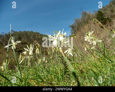 Narcissus triandrus ou les larmes de l'ange jonquille pendentif blanc fleurs en forme de tasse dans le bord de forêt ensoleillé près de Salas, Asturies, Espagne Banque D'Images