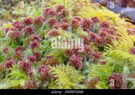 Sphagnum capillifolium ou petite mousse de tourbe rouge, thuidium tamariscinum ou mousse de tamari commune dans la forêt près de Salas, Asturies, Espagne Banque D'Images