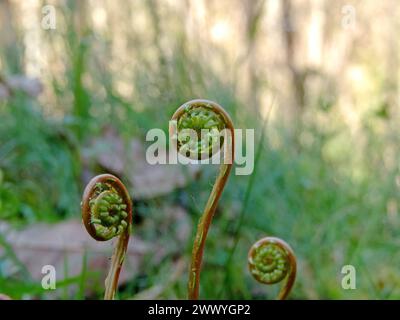 Croissance jeune de fougères à cerfs sur le fond flou de forêt printanière. Pousses spirales de plantes épicées Blechnum Banque D'Images