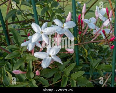 Jasminum polyanthum, jasmin à fleurs multiples, jasmin rose ou plante à fleurs de jasmin blanc. Belles fleurs blanches et bourgeons roses sur la clôture du jardin. Banque D'Images