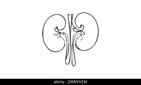 Reins humains avec uretères d'une ligne allongée Dessin de ligne continue de l'homme, interne, organes, reins, uretères, système excréteur. Illustration de Vecteur