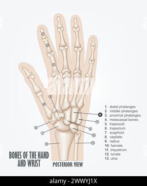 Os de la main et anatomie du poignet, illustration vectorielle Illustration de Vecteur