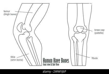 Os du genou humain vue avant et latérale de l'anatomie, illustration vectorielle Illustration de Vecteur