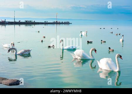 De nombreux cygnes sur le lac Balaton Hongrie avec fond de jetée Siofok. Banque D'Images