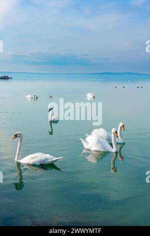 Beaucoup de cygnes sur le lac Balaton Hongrie eau bleue et ciel . Banque D'Images