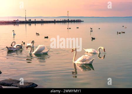 Beaucoup de cygnes sur le lac Balaton Hongrie avec fond de jetée Siofok au coucher du soleil. Banque D'Images