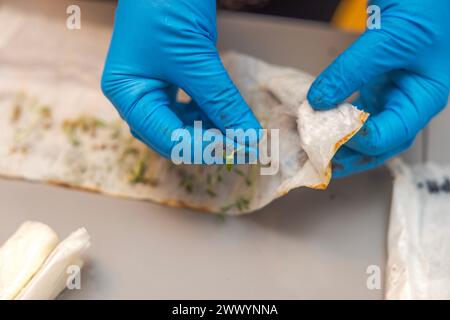 Vue rapprochée de mains femelles dans des gants bleus jetables tenant une germe de graines de tomate germées. Banque D'Images