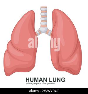 Poumons humains dessin animé respiratoire, illustration vectorielle Illustration de Vecteur