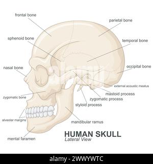 Vue latérale du crâne humain avec explication, illustration vectorielle Illustration de Vecteur