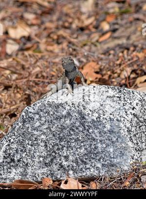 Lézard de clôture ouest, Sceloporus occidentalis, sur rocher le long du ruisseau Alameda à Union City, Californie Banque D'Images