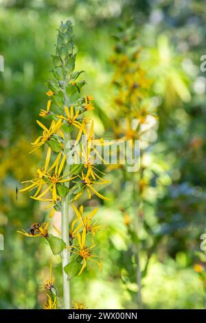 Gros plan des fleurs d'armoise Fischers (ligularia fischeri) en fleurs Banque D'Images