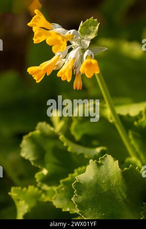 Frappant Primula palinuri, Palinuro auricula. Portrait naturel de plante fleurie en gros plan, Springtime. Séduisant, étonnant, époustouflant, fascinant, Banque D'Images