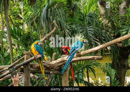 Cartagena, Colombie - 25 juillet 2023 : des perroquets colorés sont assis dans l'arbre au jardin du terminal de croisière Banque D'Images