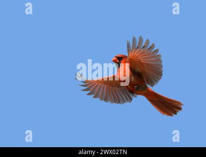 Mâle rouge vif Cardinal du Nord en vol contre un ciel bleu clair, avec espace de copie Banque D'Images