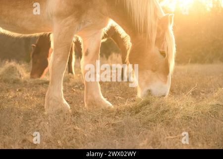 Cheval de trait belge mangeant du foin dans un pâturage de fin d'hiver, rétroéclairé par le soleil couchant ; avec un autre cheval sur le fond Banque D'Images