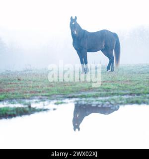 Cheval arabe de baie sombre dans un épais brouillard matinal dans les pâturages de printemps, avec son reflet dans une flaque ; regardant vers le spectateur Banque D'Images